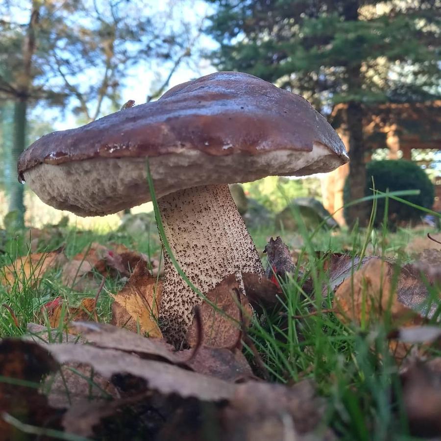 Agroturystyka Pod Debem Jonkowo Экстерьер фото